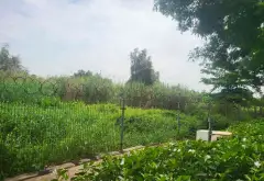 Bán đất mặt tiền Nguyễn Bình, xã Nhơn Đức, Nhà Bè, diện tích lớn 181.3 m2, pháp lý cơ sở... Bán đất tại Hiệp Phước, Hồ Chí Minh 01