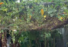 Đất đẹp khu E Phương Trang - Giá sốc giảm ngay hôm nay... Bán đất tại Hòa Khánh, Đà Nẵng 04