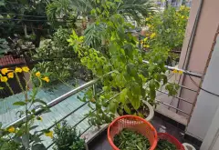 Nhà mặt phố rộng rãi tại trung tâm quận Tân Bình với mặt tiền 6m hiếm có... Bán nhà mặt phố tại Bảy Hiền, Hồ Chí Minh 12