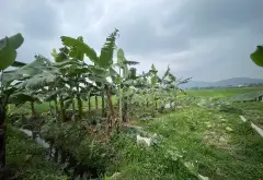 Bán đất 400m2 mặt tiền 10,9m tại Phú Hạ, Kim Anh, Sóc Sơn, Hà Nội... Bán đất tại Kim Anh, Hà Nội 04