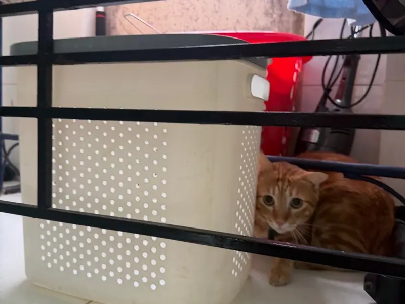 Bán nhà riêng 2 tầng tại Hậu Giang, diện tích gần 97m2, pháp lý đầy đủ... Bán nhà riêng tại Phú Lâm, Hồ Chí Minh 01