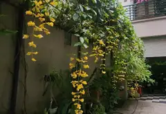 TÁC PHẨM NGHỆ THUẬT TRÍCH SÀI TÂY HỒ - KHAI THÁC DÒNG TIỀN DU LỊCH QUANH HỒ TÂY THÌ RẤT ĐẲNG CẤP.... Bán nhà riêng tại Tây Hồ, Hà Nội 05