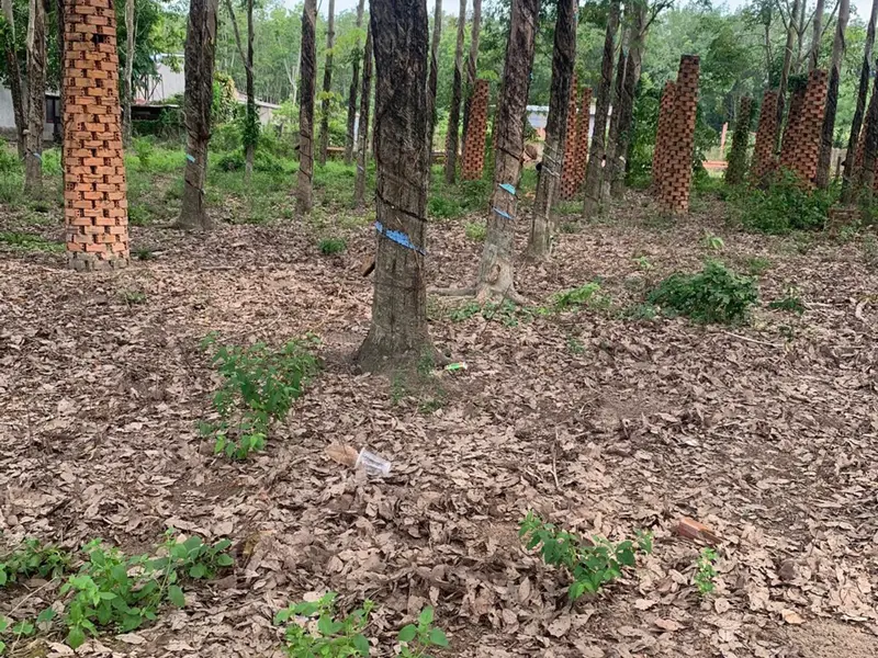 SIÊU PHẨM BIỆT THỰ NHÀ VƯỜN, KHU DÂN CƯ NGHỈ DƯỠNG PHÚ GIÁO, MÀ CHỈ CÓ NHỈNH 25 TỶ... Bán đất tại Phú Giáo, Hồ Chí Minh 01