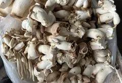 Đất góc siêu hiếm tại Yên Lãng - Bắc Ninh, vị trí vượng khí... Bán đất tại Yên Trung, Bắc Ninh 18