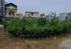 Bán đất thôn Đầu, xã Phụng Công, Văn Giang, Hưng Yên - mặt tiền 6m, đường ô tô 5m... Bán đất tại Phụng Công, Hưng Yên 01