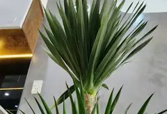 Nhà phố 3 tầng sang trọng giữa lòng Đà Nẵng... Bán nhà mặt phố tại Hòa Xuân, Đà Nẵng 03