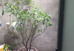 Bán nhà mặt phố 3 tầng tại Ngô Quyền, Sơn Trà, Đà Nẵng, mặt tiền 3m giá 6,4 tỷ... Bán nhà mặt phố tại An Hải, Đà Nẵng 07