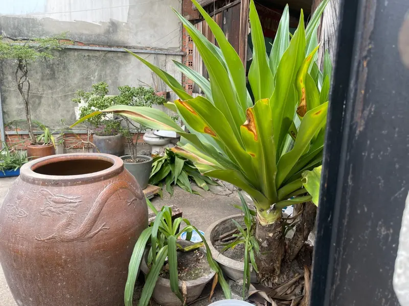 Bán đất 63m2 hẻm xe hơi Phạm Văn Hai, giá 6.5 tỷ... Bán đất tại Tân Sơn Nhất, Hồ Chí Minh 01