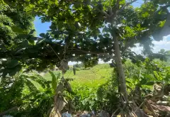 THỬA 52 THÔN HUỆ LAI, PHÙ ỦNG - MẶT ĐƯỜNG LỚN - Ô TÔ TRÁNH - KINH DOANH... Bán đất tại Phạm Ngũ Lão, Hưng Yên 09