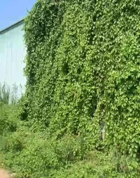 Bán đất 200m2 mặt tiền 5m tại Lê Minh Xuân, Bình Chánh giá tốt... Bán đất tại Bình Lợi, Hồ Chí Minh 01