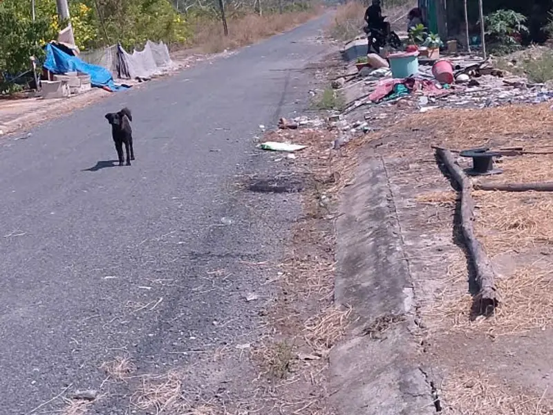 Bán đất 564m2 mặt tiền 10m tại Mỹ Thạnh Tây, Long An giá 3,3 tỷ... Bán đất tại Bình Lợi, Hồ Chí Minh 01