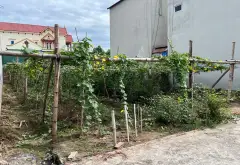 Bán đất thôn Đức Nhuận, xã Triệu Việt Vương, Khoái Châu, diện tích 130m2,,... Bán đất tại Khoái Châu, Hưng Yên 02