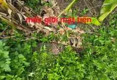 Bán đất 88m2 khu dịch vụ Lại Yên , SÁT KDT AN LẠC , VƯỜN CAM , VĐ3.5... Bán đất tại Sơn Đồng, Hà Nội 03