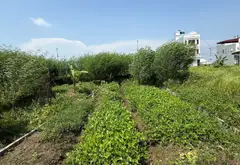 Đất phân lô siêu hiếm ở Quang Hưng - Kinh doanh đỉnh... Bán đất tại Quang Hưng, Hưng Yên 06