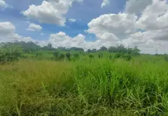 LÔ GÓC 3 MẶT TIỀN ĐINH ĐỨC THIỆN, CÁCH VIN 500M, DIỆN TÍCH 10.081M2... Bán đất tại Bình Chánh, Hồ Chí Minh 05
