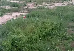 Đất mặt tiền siêu đẹp tại Phường Thái Mỹ, Củ Chi... Bán đất tại Thái Mỹ, Hồ Chí Minh 01