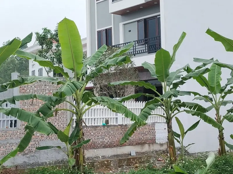 Đất vàng Đan Tảo Tân Minh, kết nối hai ô tô, sinh lời bền vững... Bán đất tại Sóc Sơn, Hà Nội 01