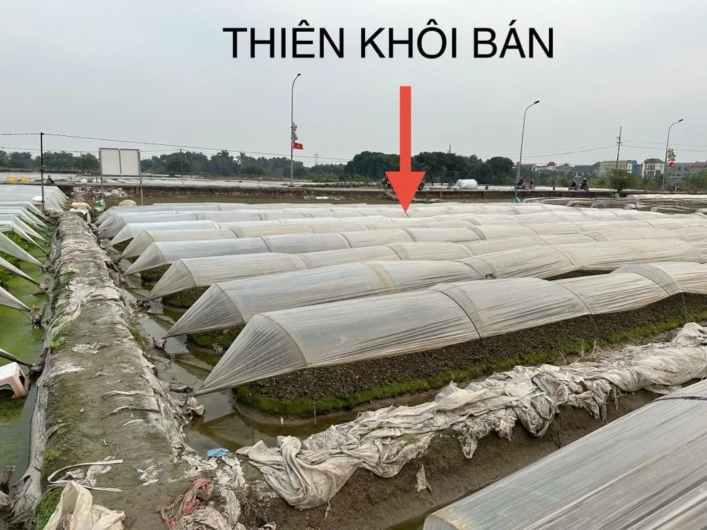 Bán đất vuông vắn rộng 416m2, mặt tiền 13m tại xã Phúc Thịnh... Bán đất tại Phúc Thịnh, Hà Nội 01