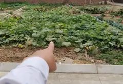 Siêu phẩm đất Đông Lai Quang Tiến - Trục chính kinh doanh đỉnh... Bán đất tại Sóc Sơn, Hà Nội 01