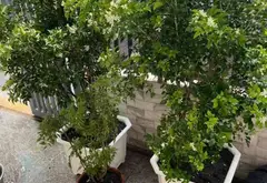 Tổ ấm sang trọng 4 tầng thang máy tại Thông Tây Hội... Bán nhà riêng tại Thông Tây Hội, Hồ Chí Minh 15