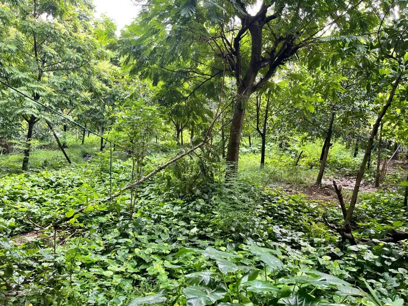 Nhà 1 tầng diện tích rộng tại trung tâm Phúc Thọ, tiềm năng tăng giá... Bán nhà riêng tại Phúc Thọ, Hà Nội 01
