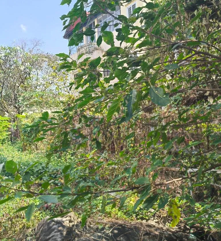 Cơ hội hiếm có sở hữu nhà mặt phố vị trí đẹp khu nhà giàu Quận 12... Bán nhà mặt phố tại Trung Mỹ Tây, Hồ Chí Minh 01