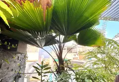Nhà Riêng Sang Trọng Với Thiết Kế Hiện Đại Tại Khu Vực Chiến Lược ngay sát bên hương lô.hai hẻm 8m... Bán nhà riêng tại Bình Trị Đông, Hồ Chí Minh 10