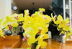 Nhà phố 5 tầng tại phường Dương Nội, Hà Nội, mặt tiền 5m phù hợp kinh doanh và cho thuê... Bán owner_side tại Dương Nội, Hà Nội 11