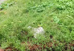 Đất đẹp Tam Sơn - Cơ hội đầu tư cực hiếm... Bán đất tại Tam Sơn, Bắc Ninh 04