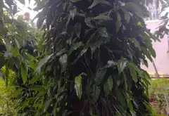 Đất Lớn An Lạc Giá Tốt - Cơ Hội Đầu Tư Hiếm Có... Bán đất tại An Lạc, Hồ Chí Minh 08