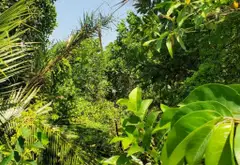 Bán đất 1000m2 tại Bình Lợi giá 2,3 tỷ còn thương lượng... Bán đất tại Bình Lợi, Hồ Chí Minh 02