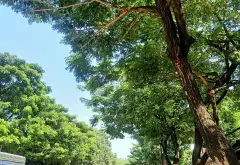 🌺 3TẦNG THỚI AN_ XE 🚗 NGỦ NGON _ DT ĐẸP 4 x24m. NHỈNH 5 Đ. Xách Vali vào ở ngay.... Bán nhà riêng tại Thới An, Hồ Chí Minh 01