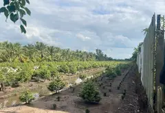 Đất Vuông Vắn Sát Đường Lớn Tại Bình Lợi, Bình Chánh... Bán đất tại Bình Lợi, Hồ Chí Minh 09