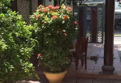 Cơ hội hiếm có sở hữu biệt thự gỗ sang trọng mặt tiền Cách Mạng Tháng Tám... Bán nhà mặt phố tại Cẩm Lệ, Đà Nẵng 03