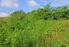 Bán đất tại xã Bình Lợi,trần văn giàu mặt tiền rộng 10m dài 20m , pháp lý rõ ràng... Bán đất tại Bình Lợi, Hồ Chí Minh 02