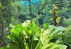 Bán nhà vườn nghỉ dưỡng diện tích lớn tại xã Bình Lợi, Bình Chánh... Bán nhà mặt phố tại Bình Lợi, Hồ Chí Minh 04