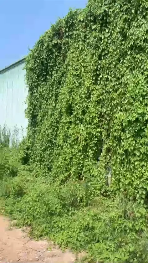 Bán đất 200m2 mặt tiền 5m tại Lê Minh Xuân, Bình Chánh giá tốt... Bán đất tại Bình Lợi, Hồ Chí Minh 01