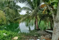 Đất rộng mặt tiền đường T11 Bình Chánh giá tốt... Bán đất tại Bình Chánh, Hồ Chí Minh 11