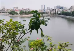 Bán nhà mặt phố Mai Anh Tuấn quận Đống Đa view hồ Hoàng Cầu, 5 tầng, sổ đỏ chính chủ... Bán nhà mặt phố tại Ba Đình, Hà Nội 12