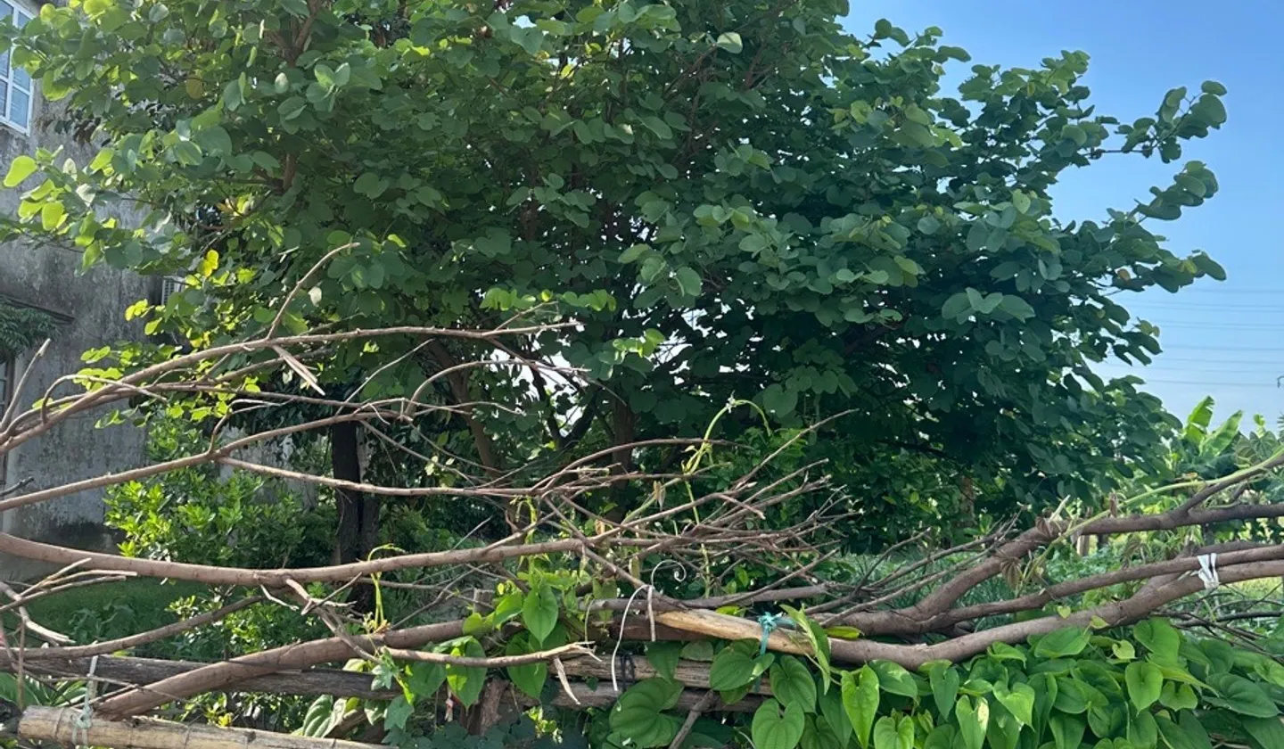Lô Đất Tiềm Năng Vàng Ngay Trung Tâm Phường Hồng An Đối Diện Trung Tâm Hành Chính... Bán đất tại Hồng An, Hải Phòng 01