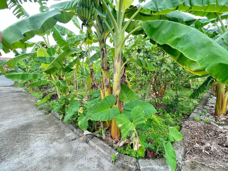 Đất có mặt tiền rộng ngay trung tâm hành chính, tiếp giáp đường ô tô rộng 4 mét... Bán đất tại Lê Ích Mộc, Hải Phòng 01