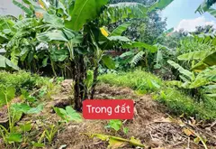 SƠN ĐOÀI - SÓC SƠN - 86M2 FULL TC - ĐƯỜNG THÔNG RỘNG THOÁNG - KHU HÓT QUANH NĂM... Bán đất tại Sóc Sơn, Hà Nội 04