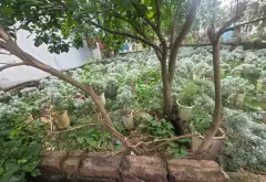 Chính chủ cần bán đất Vĩnh Tuy - Văn Giang chỉ nhỉnh 2 tỷ... Bán đất tại Văn Giang, Hưng Yên 03