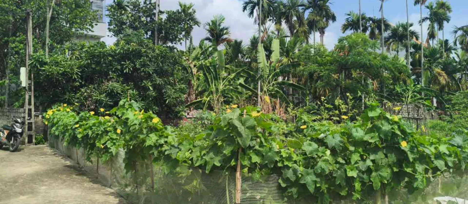 Bán đất lô góc 2 mặt thoáng tại trung tâm xã Lâm Động... Bán đất tại Thiên Hương, Hải Phòng 01