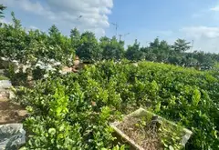 ĐẤT ĐÂU GIÁ- Ô TÔ TRÁNH KINH DOANH ĐỈNH - GẦN CHỢ - GẦN TRƯỜNG HỌC - GẦN TRẠM Y TẾ- NGAY KHU ĐÔ TH... Bán đất tại Văn Giang, Hưng Yên 01