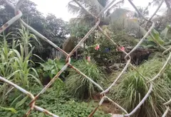 Bán đất rộng hơn 700 m2 tại trung tâm Nhà Bè giá tốt... Bán đất tại Nhà Bè, Hồ Chí Minh 09