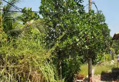 Bán đất 1000m2 khu dân cư xã Bình Lợi, giá 2.3 tỷ thương lượng... Bán đất tại Bình Lợi, Hồ Chí Minh 03