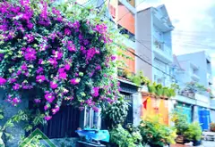 CHỈ 6,2 TỶ – HÓC MÔN – 2 MẶT TIỀN ĐƯỜNG – KHU BIỆT THỰ – 120M² – NGANG 8M – NHÀ CẤP 4 ĐANG CHO THUÊ... Bán nhà mặt phố tại Đông Thạnh, Hồ Chí Minh 03