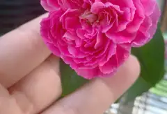 Nhà mặt phố Tràng Cát, vị trí đắc địa, giá cạnh tranh hiếm có... Bán nhà mặt phố tại Hải An, Hải Phòng 03