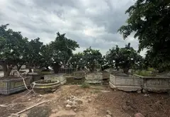 Bán đất lô góc 2 mặt tiền trung tâm Văn Giang 180m2 giá 25.5 tỷ... Bán đất tại Văn Giang, Hưng Yên 12